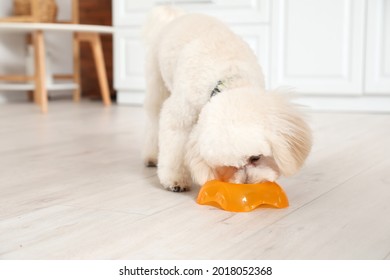 Cute Little Dog Eating Food From Bowl In Kitchen