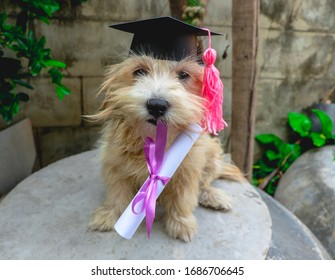  Cute little dog with graduation hat and graduated diploma dog,copy space. back to school concept.
