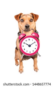 Cute little Dog holding vintage clock alarm isolated on white