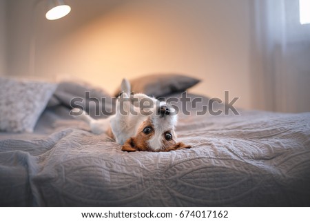 Cute little dog jack russell terrier lies on the bed paws to the top cozy homely, in the bedroom