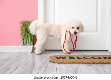 Cute Little Dog With Leash In Hallway