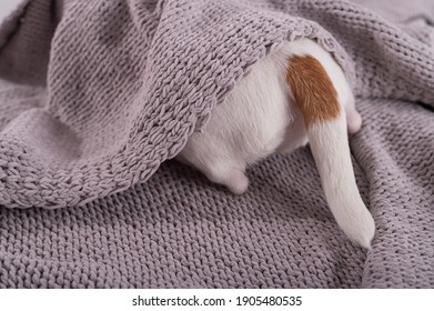 A Cute Little Dog Lies Covered With A Gray Plaid. The Hind Legs And Tail Of A Small Dog Stick Out From Under The Blanket