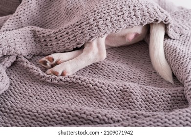 A Cute Little Dog Lies Covered With A Gray Plaid. The Hind Legs And Tail Of A Small Dog Stick Out From Under The Blanket