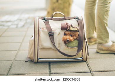 Cute Little Dog Looking Out Of Mesh Window Of Traveler Pet Carrier Bag