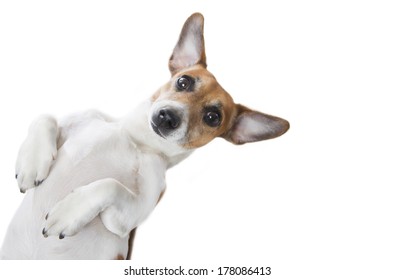 Cute Little Dog Lying On Its Back, Large Ears Spread To The Sides. White Background. Studio Shot