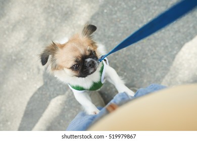 Cute Little Dog On A Lead Outdoors