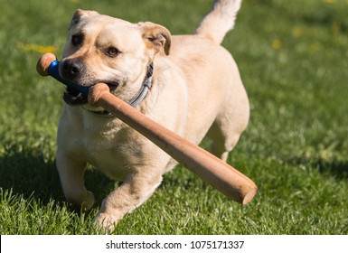 Cute Little Dog Playing In The Backyard With A Baseball Bat 