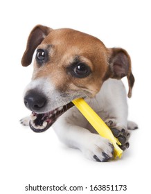 Cute Little Dog With Pleasure Gnawing A Yellow Plastic Stick. White Background. Studio Shot