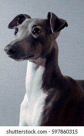 Cute Little Dog Posing: Italian Grey Hound