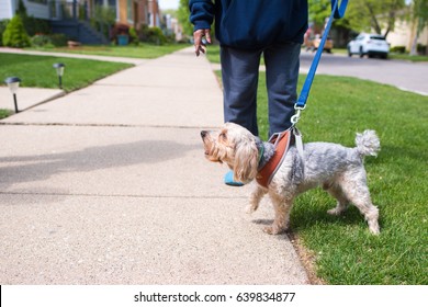 Cute Little Dog Protecting His Owner By Barking At Someone Passing By.