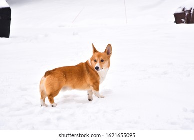 Cute Little Dog Puppy Pet Playing With Snow In The Forest Lawn Backyard During Family Children School Holiday With Big Ears And Four Legs