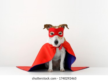 Cute little dog in red superhero cape and mask sitting on gray background