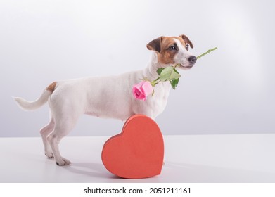 A cute little dog sits next to a heart-shaped box and holds a pink rose in his mouth on a white background. Valentine's day gift