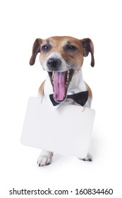 Cute little dog sitting with bow tie and a white collar open screaming mouth with a sign around his neck, where you can place your text. White background. Studio shot