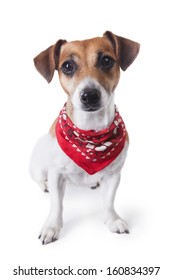 Cute little dog sitting in a trendy red bandana and looking to the camera. White background. studio shot