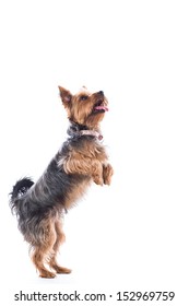 Cute Little Dog, A Small Yorkshire Terrier, Standing On His Hand Legs Begging For Treats With His Tongue Out In Anticipation, Isolated On White