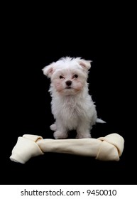 A Cute Little Dog Standing Next To A Big Bone