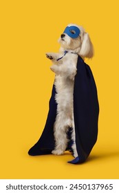 Perrito lindo en traje