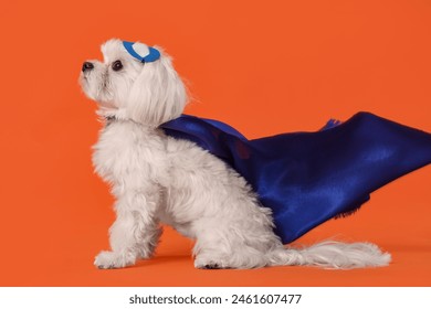 Perrito lindo en traje