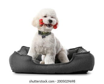 Cute Little Dog With Toy In Pet Bed On White Background