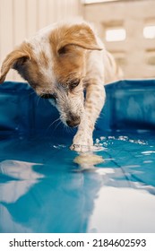 Cute Little Dog Trie To Get Yellow Ball In The Pool