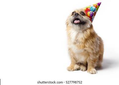 dog wearing a birthday hat