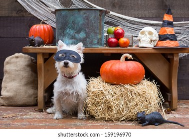 A Cute Little Dog Wearing A Mask Ready For The Apple Bobbing To Begin At A Halloween Party In A Barn.