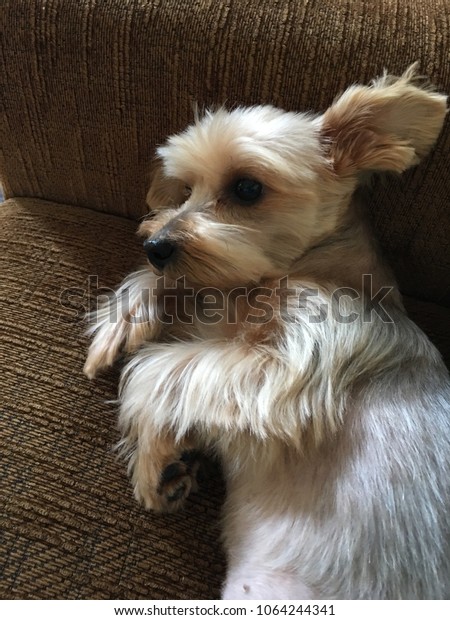 Cute Little Dog Yorkshire Terrier Her Stock Image Download Now