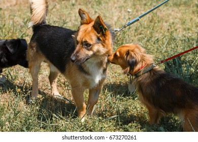 Cute Little Dogs Making Friends And Meeting Outside In The Park, Dogs Sniffing Each Other, Animal Shelter Concept