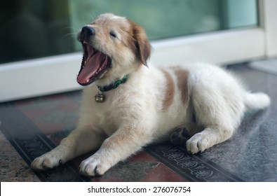 Cute little dogs are yawned