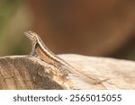 cute little dragon. Rose-bellied Lizard (Sceloporus variabilis) on a log in Belize, Central America.