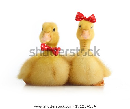 Cute little duckling with bow isolated on white background