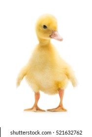 Royalty Free Baby Duck Stock Images Photos Vectors Shutterstock