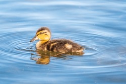 Cute Little Duckling Swimming Alone In A Lake Or River With Calm Water. Agriculture, Farming. Happy Duck. Cute And Humor