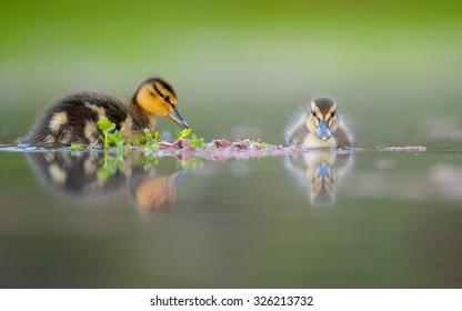 Cute little ducks swimming in water