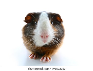 Short Haired Peruvian Guinea Pig Images Stock Photos Vectors