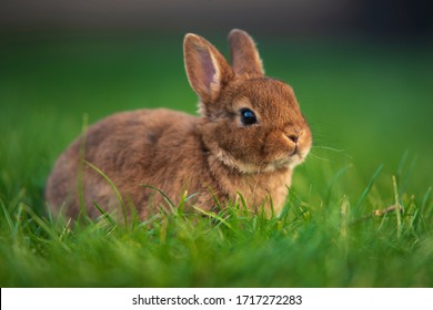 Cute little dwarf rabbit on a green grass. Baby rabbit with black eyes. Eastern bunny. Nice pet for kids. Rabbit isolated