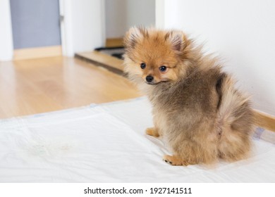 Cute Little Fluffy Puppy Pomeranian Dog Orange Training On A Pipe Pad To Be Housebroken