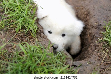 A Cute Little Fluffy White Samoyed Puppy Is Laying In A Muddy Hole Outside.