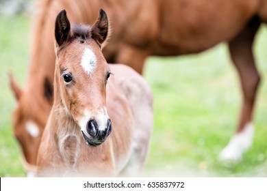 Cute Little Foal, Close-up, Outdoor