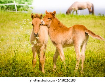 Cute Little Foal In The Meadow