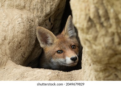 686 Fox Peeking Images, Stock Photos & Vectors | Shutterstock