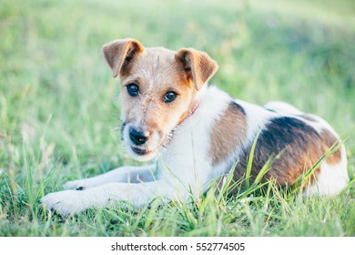 Cute Little Fox Terrier Pup In Grass