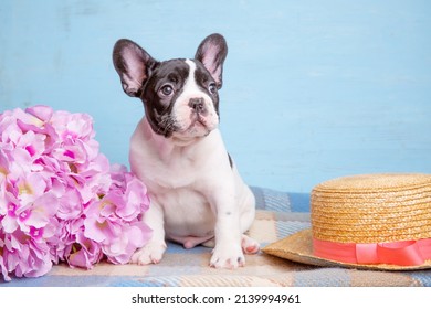 Cute Little French Bulldog Puppy With Spring Flowers On Blue Bac