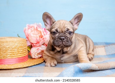 Cute Little French Bulldog Puppy With Spring Flowers On Blue Bac