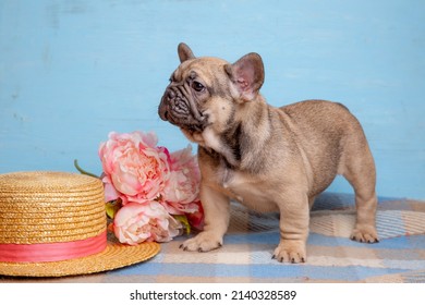 Cute Little French Bulldog Puppy With Spring Flowers On Blue Bac