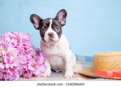 Cute Little French Bulldog Puppy With Spring Flowers On Blue Bac