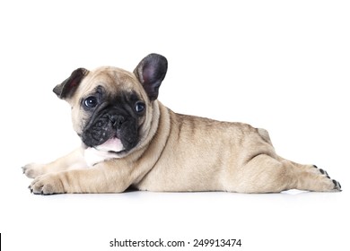 Cute little French bulldog puppy lying on white background and looks up to something 
