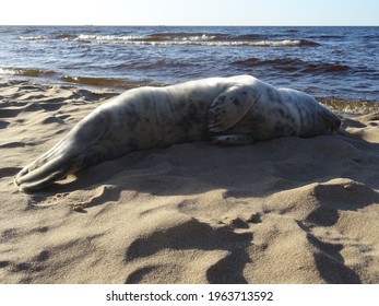 Cute little fur seal at the sea. 