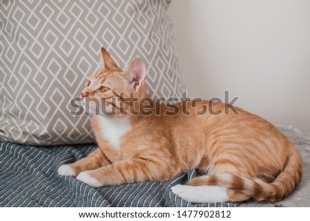Cute little ginger cat laying in gray blanket at home, relax time